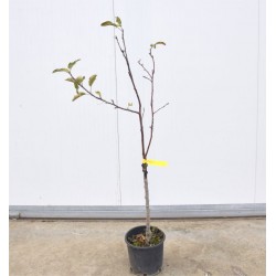 5x Alberi da frutto di 3...