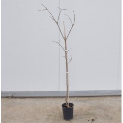 5 Fruit trees of one year... 2