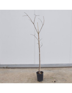 Kit 5 Alberi da Frutto Misti | Scegli il Tuo Mix | Mondo Piante 2