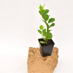 100 Piante di Cappero Vaso 7cm