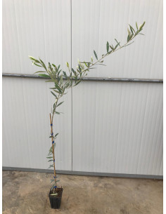 Albero di Olivo Leccino 3 Anni | Mondo Piante