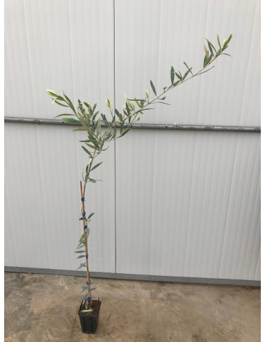 Vendita Albero di Olivo Leccino-Alberi di Ulivo Online|Vivaio Mondo Piante