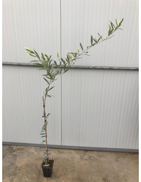 Albero di Olivo Leccino 3 Anni | Mondo Piante