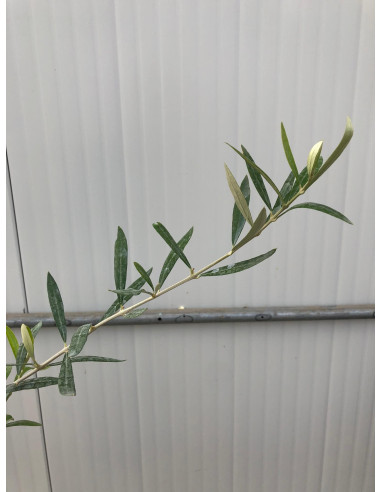 Vendita Albero di Olivo Leccino-Alberi di Ulivo Online|Vivaio Mondo Piante