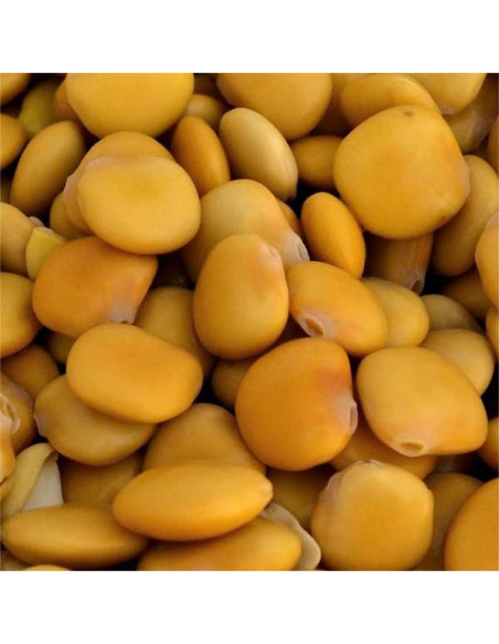 Vendita Semi di Lupino-Semi per Orto OnLine | Mondo Piante