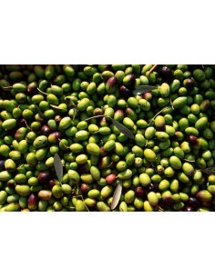 'Cima di Bitonto' Olive Tree