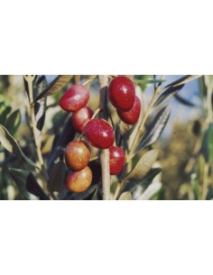 'Nociara' Olive tree