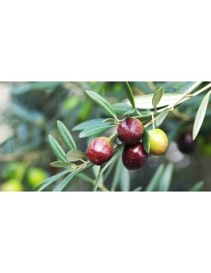 'Coratina' Olive Tree