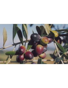 Pianta di Ulivo cipressino... 2