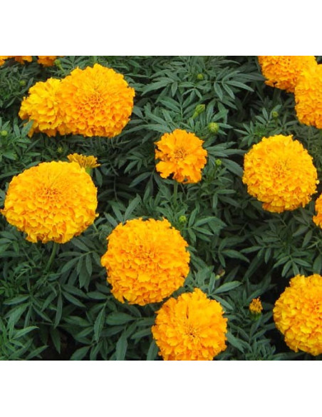 Tall Double Marigold Seeds for Sale-Seeds Online | Mondo Piante