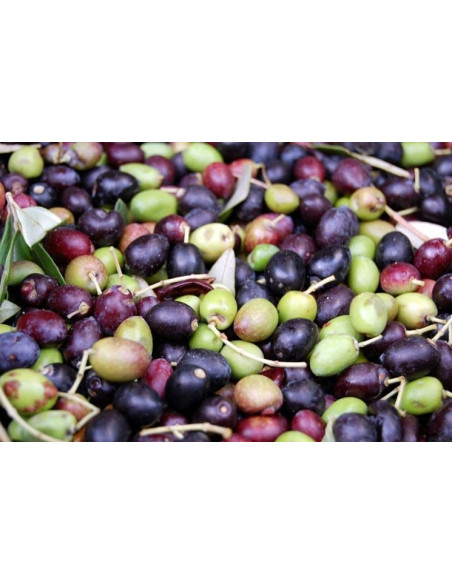 Vendita Albero di Olivo Frantoio-Alberi di Agrumi OnLine| Mondo Piante