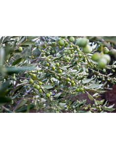 Albero di Olivo Pasola 3 Anni | Piante da Frutto Online | Mondo Piante