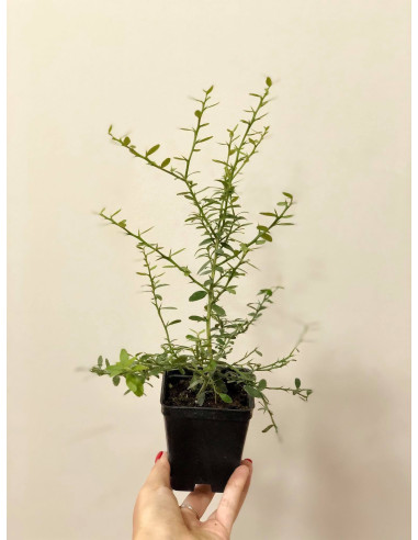 5 Piante di Limone Caviale Vaso 7 cm | Mondo Piante