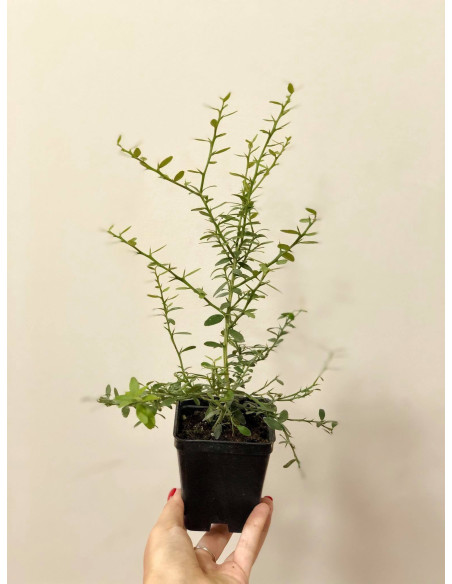 Vendita Pianta di Limone Caviale 7cm - Alberi di Agrumi|Mondo Piante