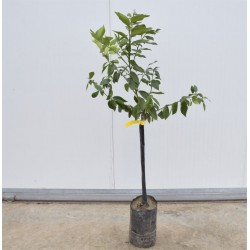 Albero di Limone in...