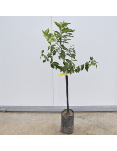 Albero Limone Lunario 3 Anni in Fitocella | Mondo Piante