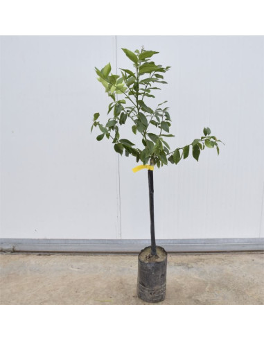 Albero Limone Lunario 3 Anni in Fitocella | Mondo Piante