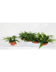 Aglaomorpha coronans plant...