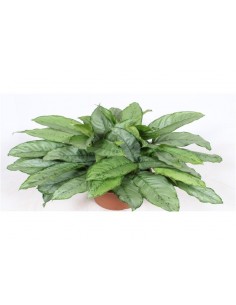 Aglaonema Plant Vase 40cm
