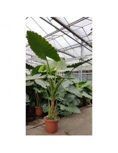Albero di Alocasia Vaso...