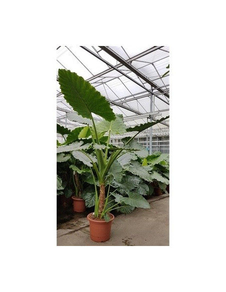 Vendita Pianta Alocasia Albero-Piante Verdi | Mondo Piante