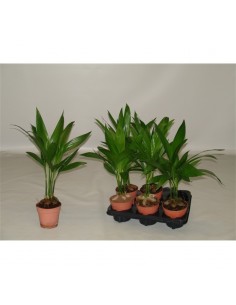 Pianta Areca catechu Vaso 12cm