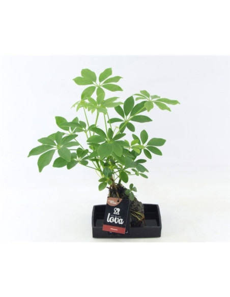 Vendita Pianta d'appartamento Schefflera-Piante Verdi | Mondo Piante