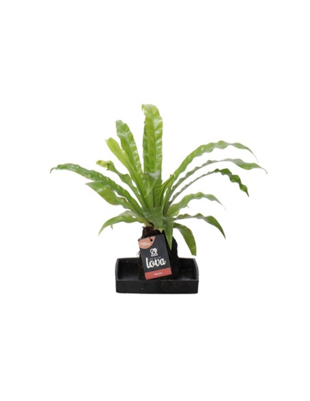 Vendita Asplenium Vaso In Ceramica 17cm-Piante Verdi | Mondo Piante