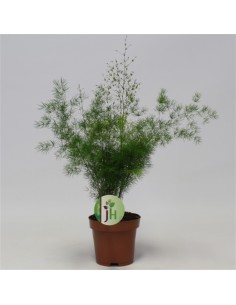 Pianta Asparagus umbellatus...