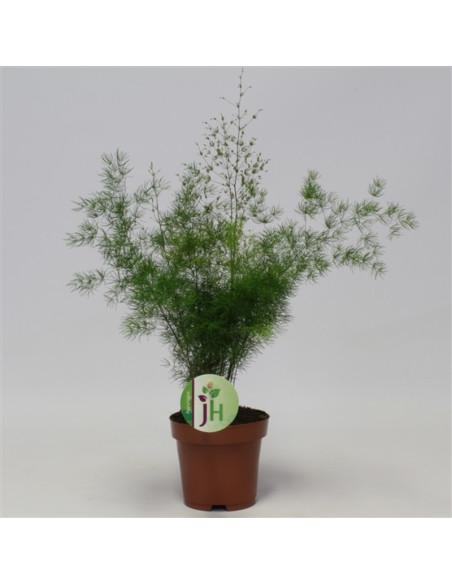 Vendita Pianta Asparagus umbellatus Vaso 12cm-Piante Verdi|Mondo Piante