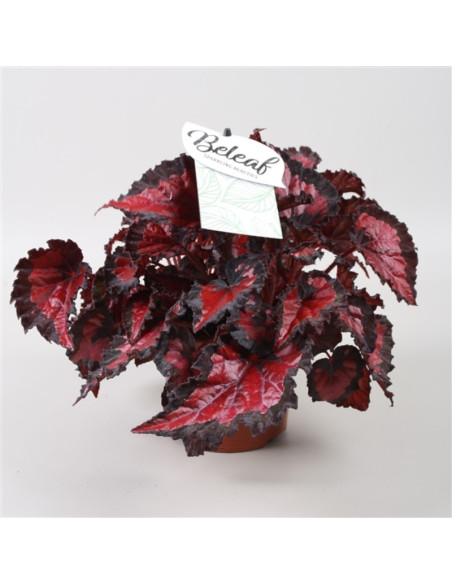 Vendita Pianta di Begonia Beleaf Inca Night-Piante Verdi|Mondo Piante