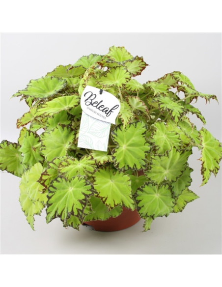 Vendita Pianta di Begonia Beleaf Lima Love-Piante Verdi|Mondo Piante