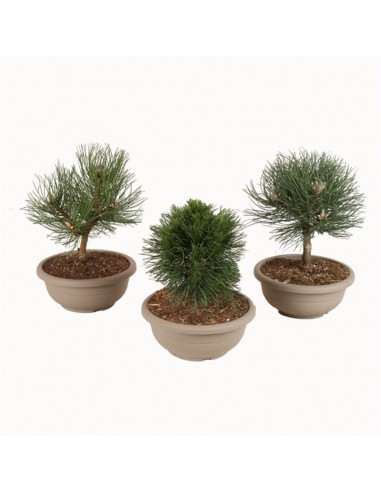 Vendita Bonsai Di Pino In Legno Di Conifera Piante Verdi Mondo Piante