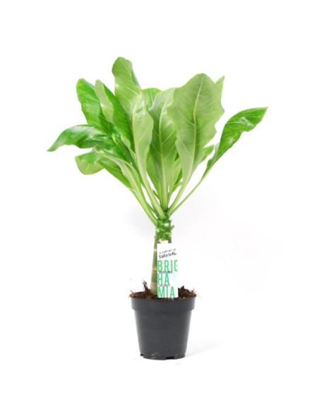 Vendita Pianta di Brighamia insignis-Piante Verdi|Mondo Piante