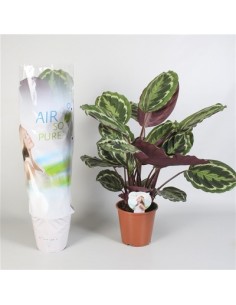 Pianta Calathea Medallion...