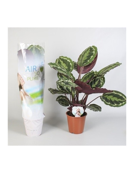 Vendita Pianta di Calathea Medallion-Piante Verdi|Mondo Piante