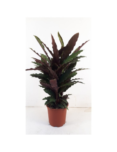 Vendita Calathea rufibarba Vaso 17cm-Piante Verdi|Mondo Piante