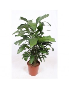 Pianta Caryota mitis Vaso...