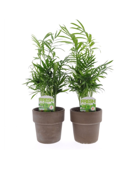 Vendita Pianta di Chamaedorea overig-Piante Verdi|Mondo Piante