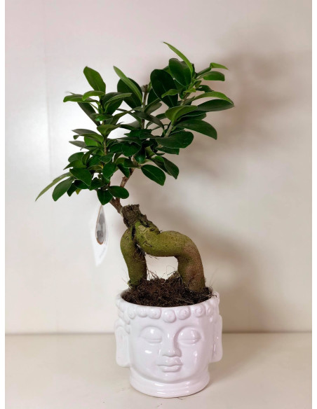 Vendita Bonsai Ficus Ginseng Buddha-bianco|Vivaio Mondo Piante