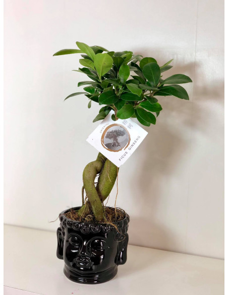 Vendita Bonsai Ficus Ginseng Buddha-Bonsai OnLine|Vivaio Mondo Piante