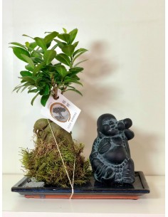 copy of Bonsai Ficus Ginseng