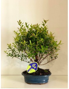 copy of Bonsai Ficus Ginseng