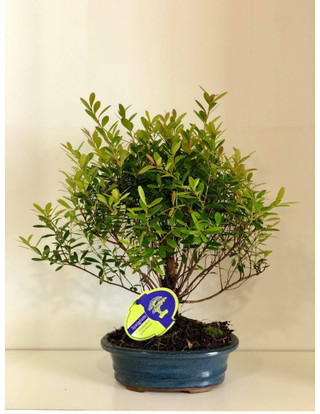 On-line Sale of Bonsai Ficus Ginseng - Bonsai OnLine|Mondo Piante