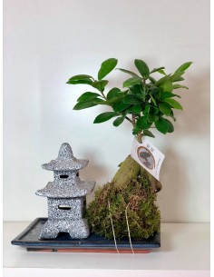 copy of Bonsai Ficus Ginseng