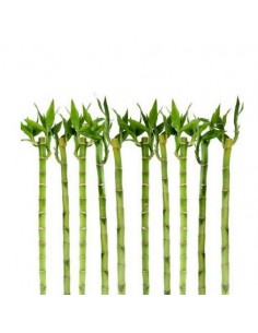 5x Lucky Bamboo dritti,...