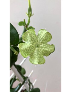 Pianta Ceropegia... 2