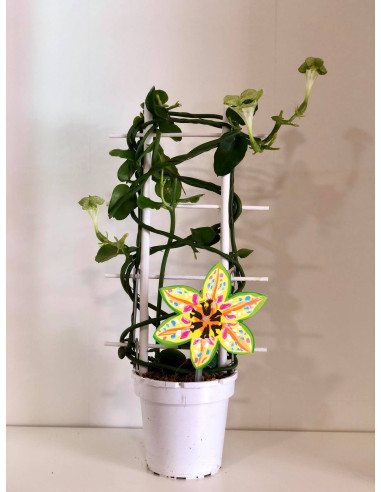 copy of Pianta Aeschynanthus marmoratus