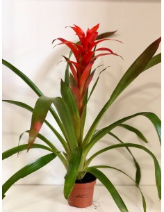 Pianta Bromelia Cupcake Mix... 2