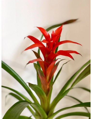 Bromeliad plant
